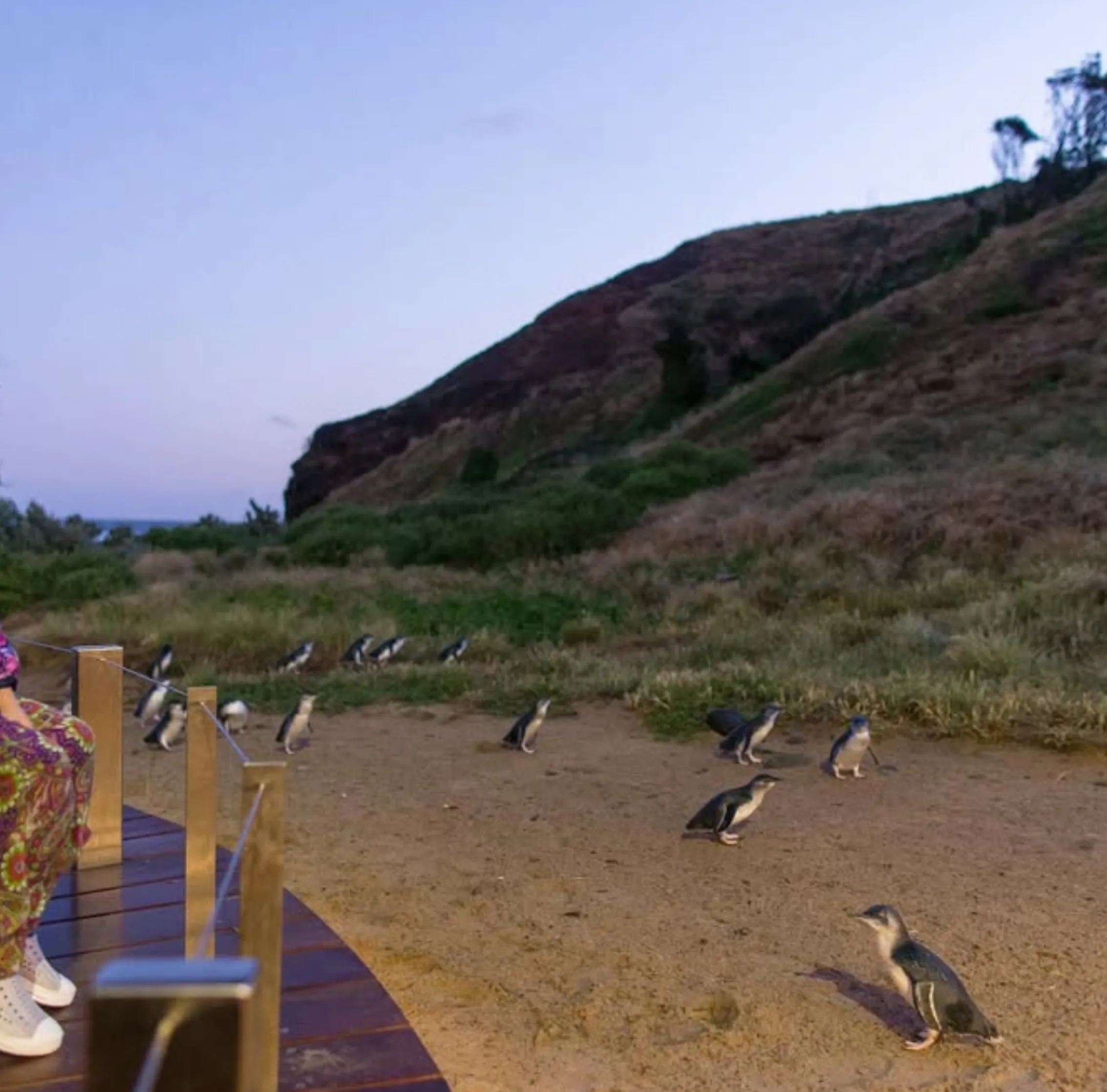 Phillip Island Penguin Parade