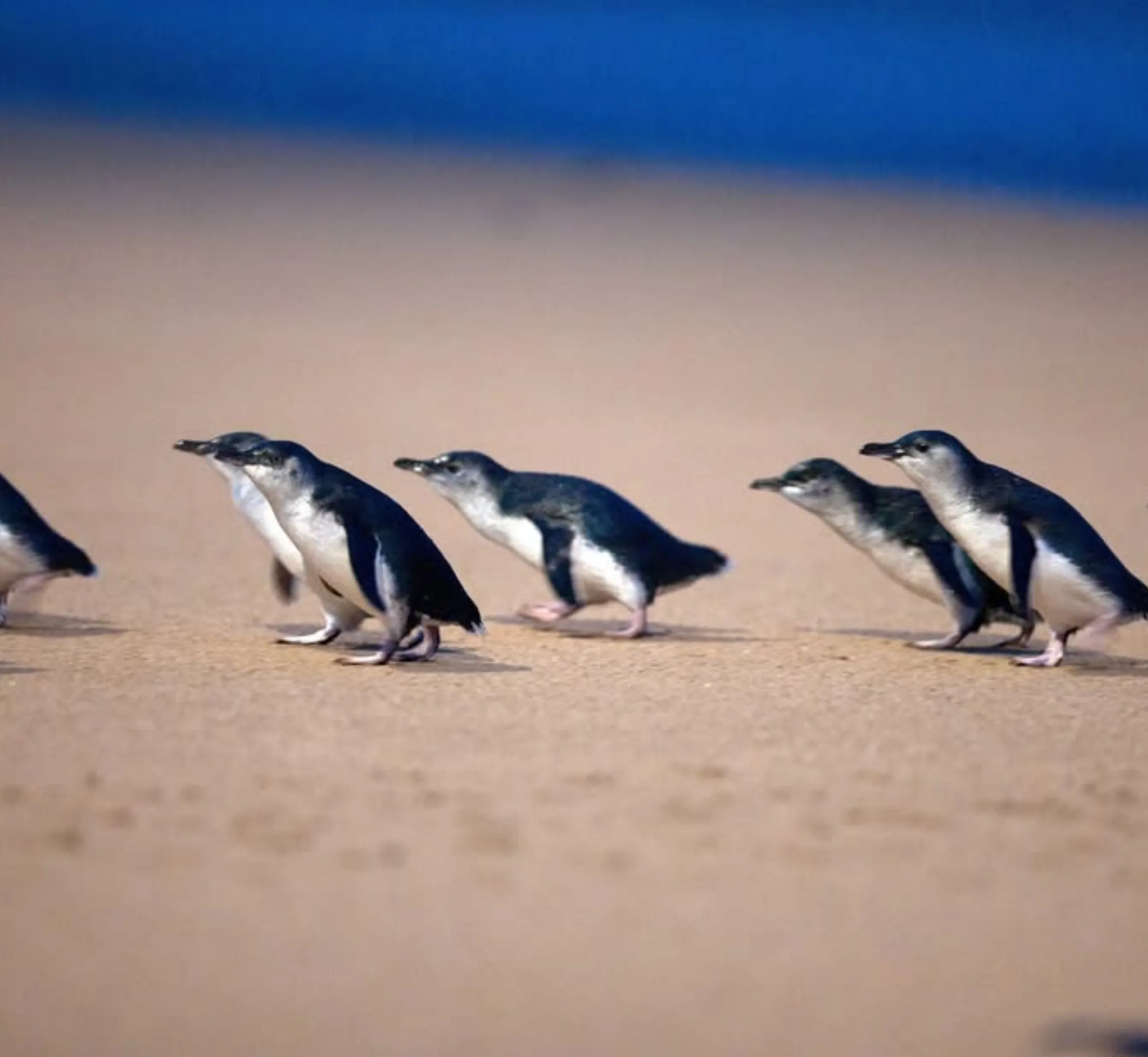 Phillip Island road trip
